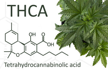 Qu'est-ce que le THCA