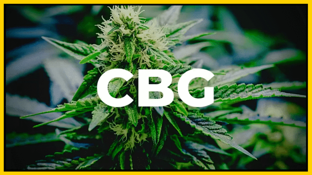 Qu'est-ce que le CBG : avantages, effets et autres ?