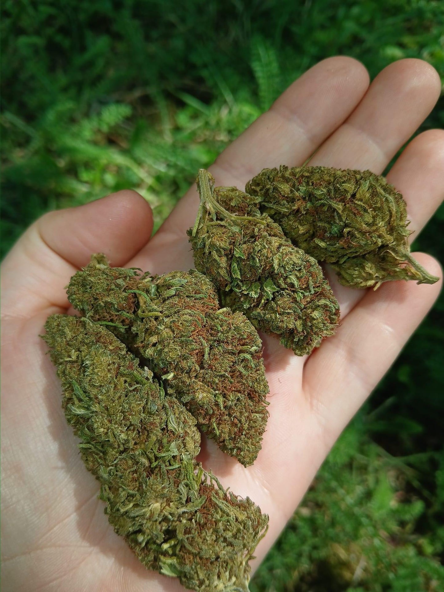 ORANGELO N9[VERY VERY STRONG🛑]