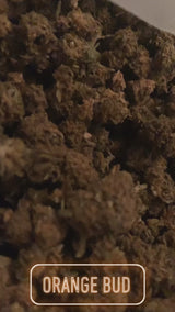 PACK POKEBALL N🥇 UNO DES PACK CBD 5 NEW VARIÉTÉS 2026