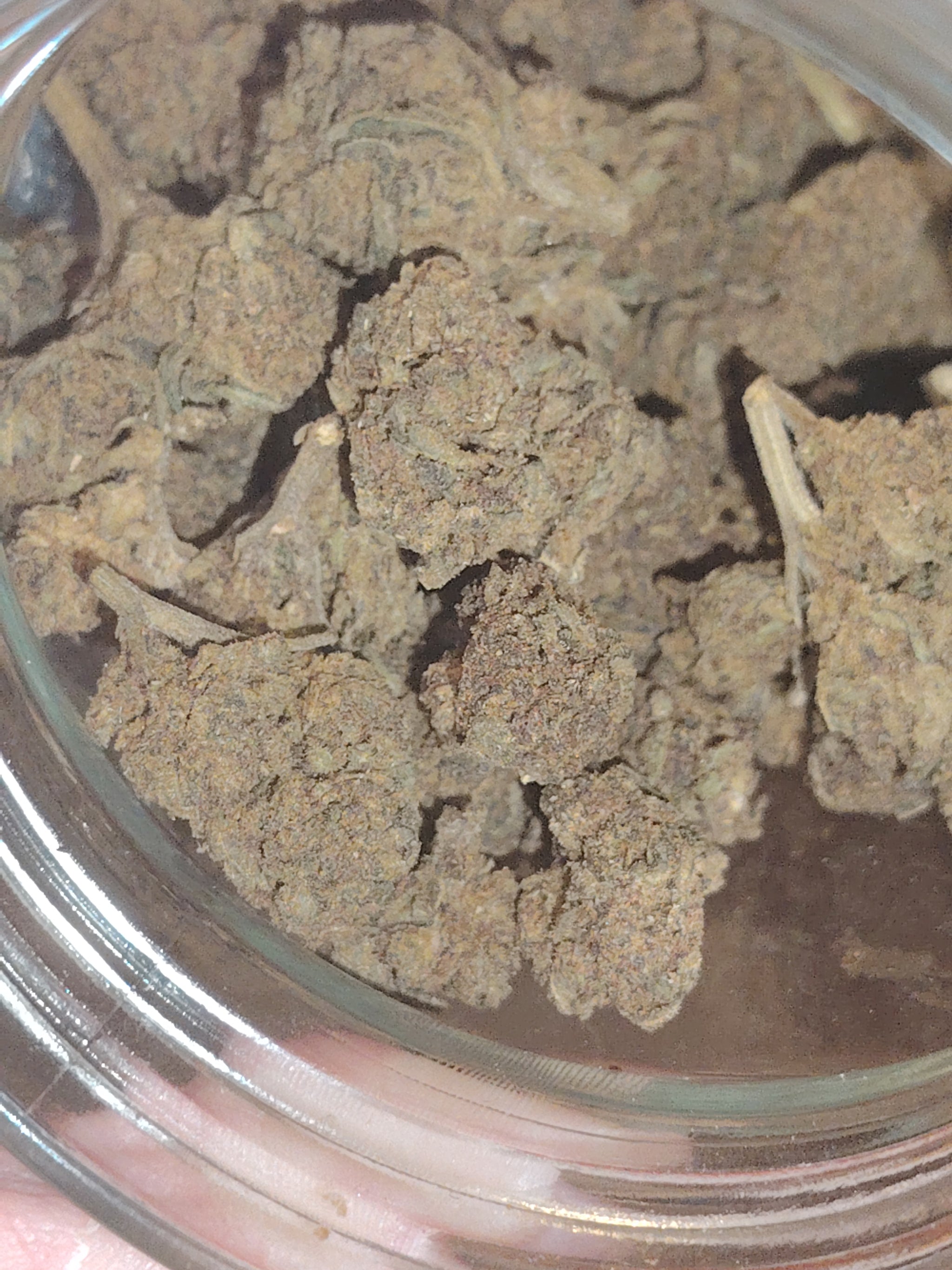 VANILLA N9 {STRONG🦠🦠 }