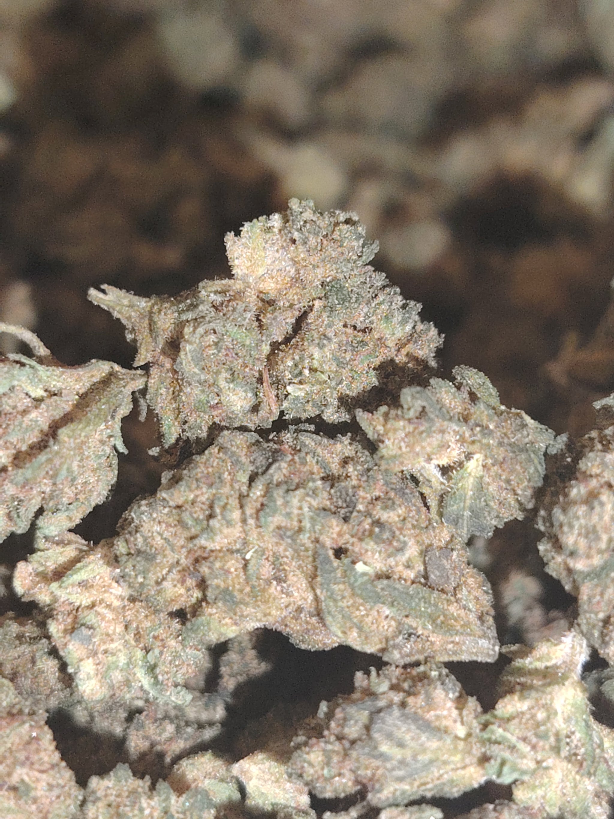 PACK POKEBALL N🥇 UNO DES PACK CBD 5 NEW VARIÉTÉS 2026